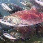 somon, balık, koruma