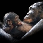 kuyruksuz maymun, evrim, hominoidea, goril