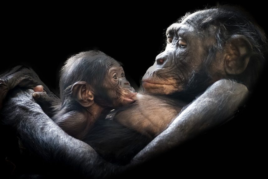 kuyruksuz maymun, evrim, hominoidea, goril
