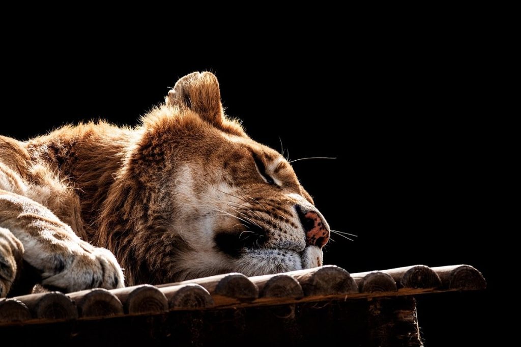 aslan, uyku