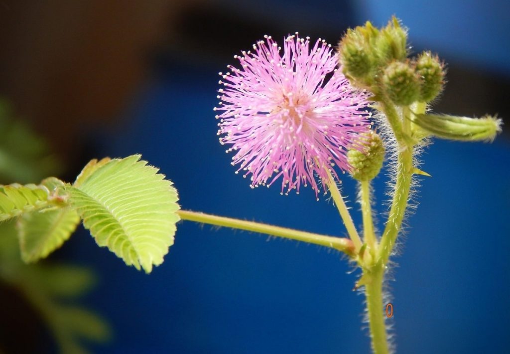Mimosa pudica 