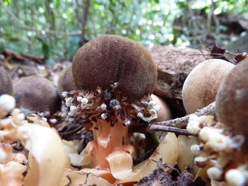 Balanophoraceae