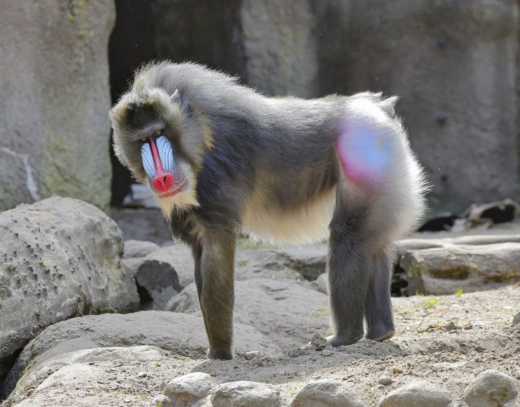 mandril