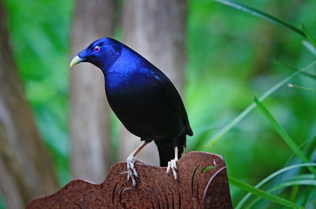 bowerbirds