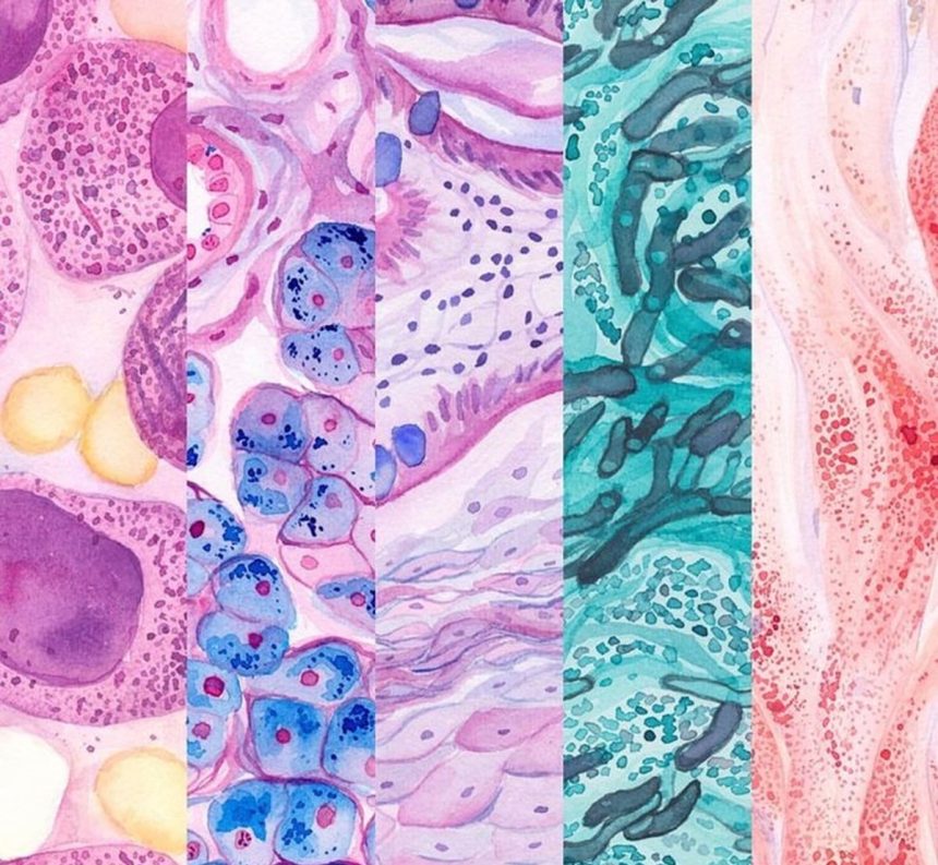 Galileo, pirelerin kuzu kadar büyüdüğünü söyledi, bu sebeple, ilk mikroskoplara “pire gözlüğü” dendi. (Görsel: Pinterest)