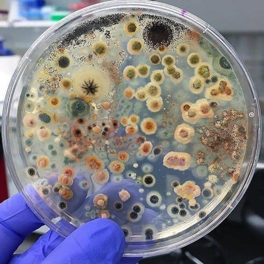 Beyaz gürültü dinletilen petri kapları sessizce saklanan petri kaplarıyla karşılaştırıldığında, beyaz gürültüye maruz bırakılanlar en büyük büyümeyi gösterdi. (Görsel: Pinterest)