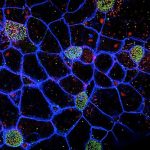 Her şey küçük bir solucanla başladı. (Görsel: Pinterest)