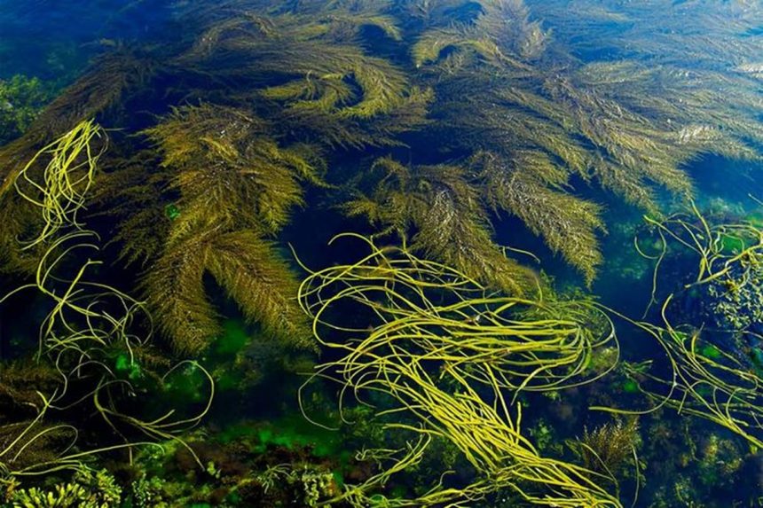 Yosun küresel bir gıda ürünü olarak düşünüldüğünde (karasal değil, sucul); beslenme, sağlık ve sürdürülebilirlik açısından pek çok yeni imkan ve avantaj sunmaktadır.