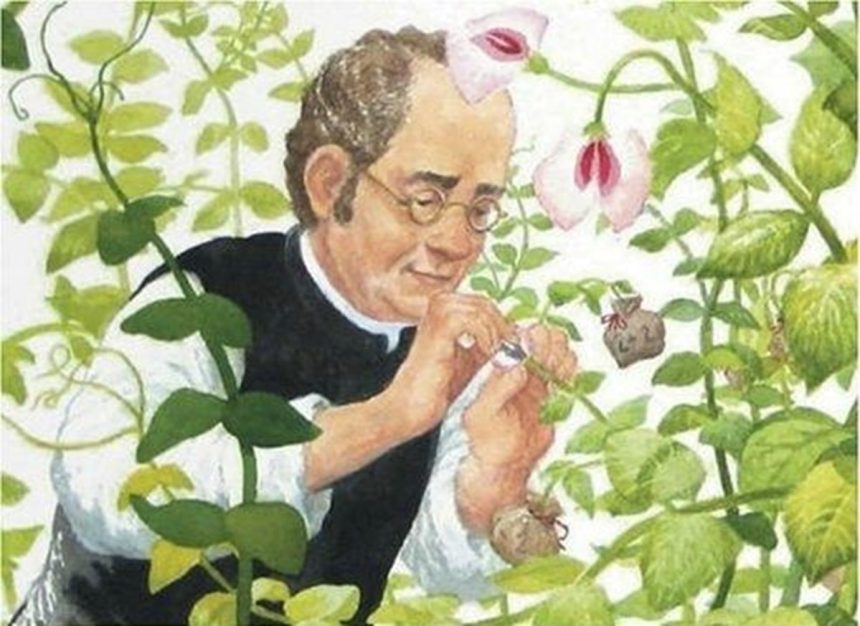 1856-1863 yılları arasında, Moravya'da bir rahip olan Gregor Mendel, bezelye bitkileri üzerinde yaptığı deneylerle genetik mirasın temel yasalarını keşfetti.