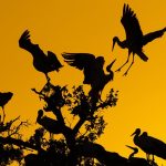 Geleneksel “yaşam” tanımları, hataların rolünü göz ardı ediyor ve onun yerine başarılara, adaptasyonlara ve faydalı mutasyonlara odaklanıyor.