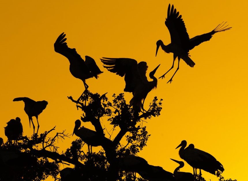 Geleneksel “yaşam” tanımları, hataların rolünü göz ardı ediyor ve onun yerine başarılara, adaptasyonlara ve faydalı mutasyonlara odaklanıyor.