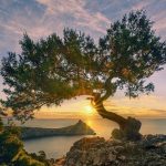 Bitkiler yaşamın temel yapı taşlarıdır ve biz insanlar, onların sessiz bilgeliğinden öğrenebileceğimiz çok şey olduğunun farkında bile değiliz.