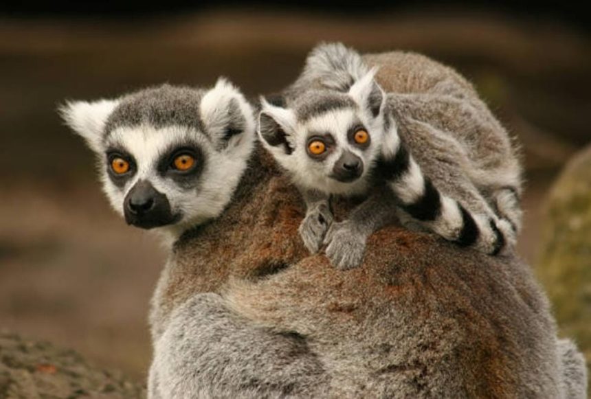 Halkalı kuyruklu lemur