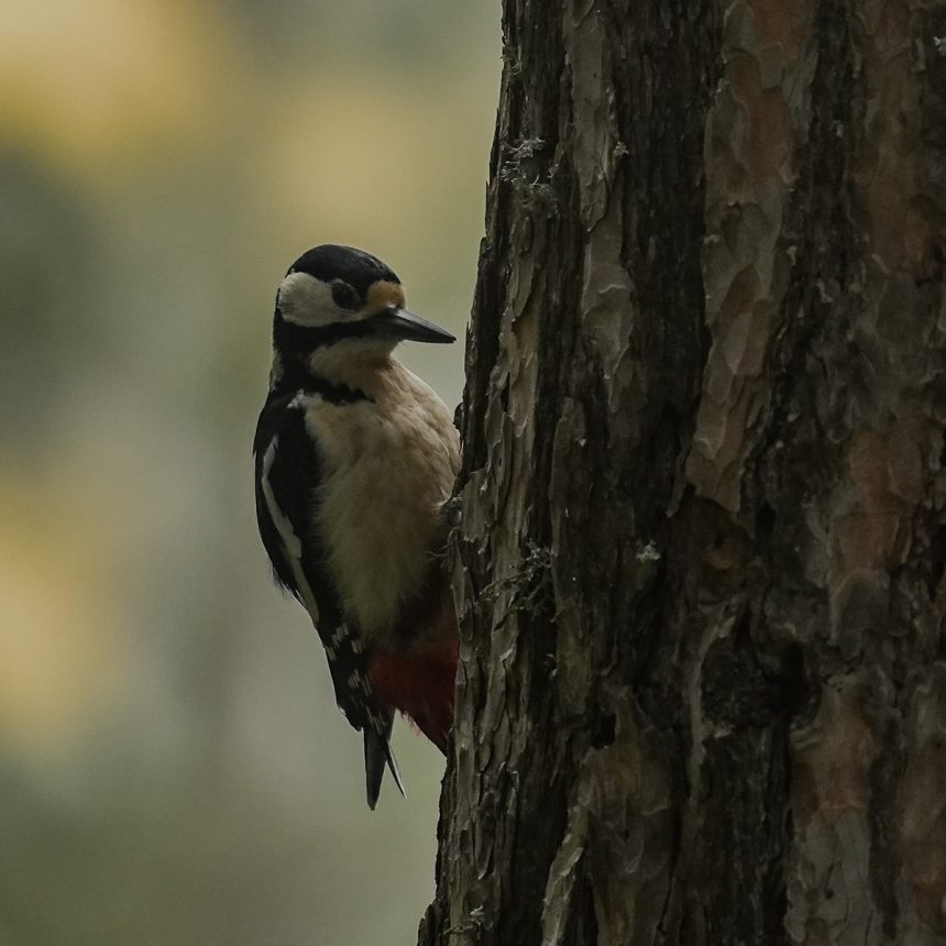 Orman Alaca Ağaçkakanı (Great Spotted Woodpecker, Dendrocopos major)