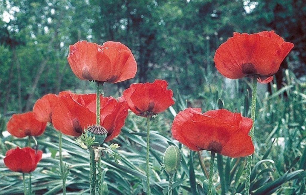 papaver