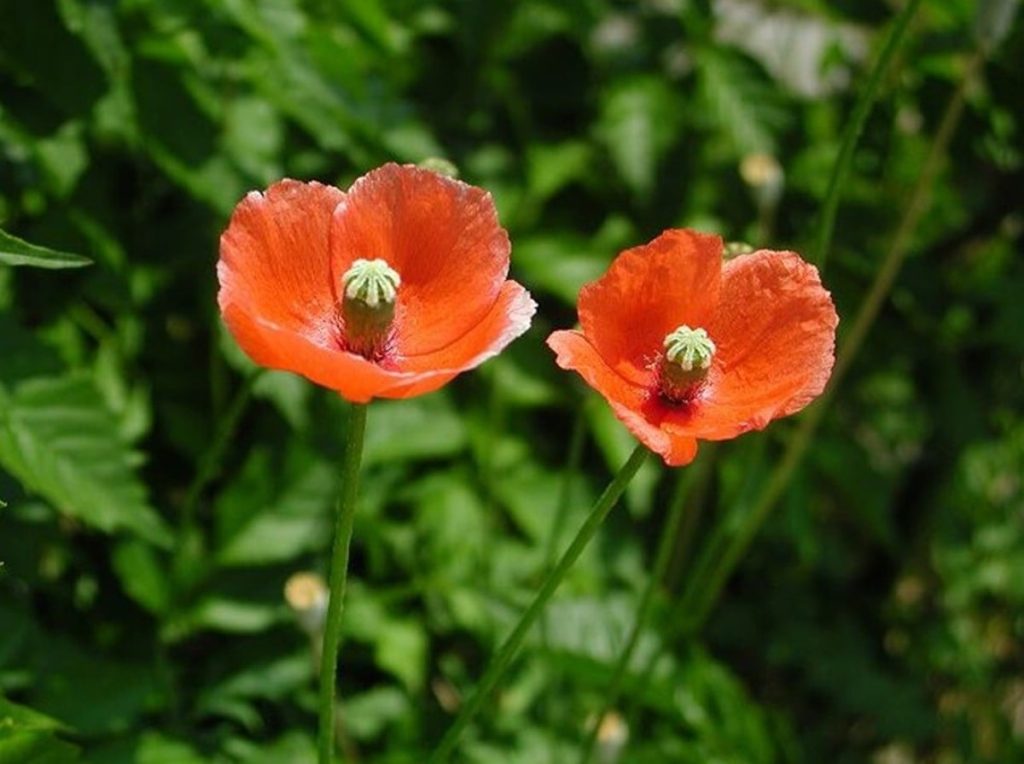 papaver