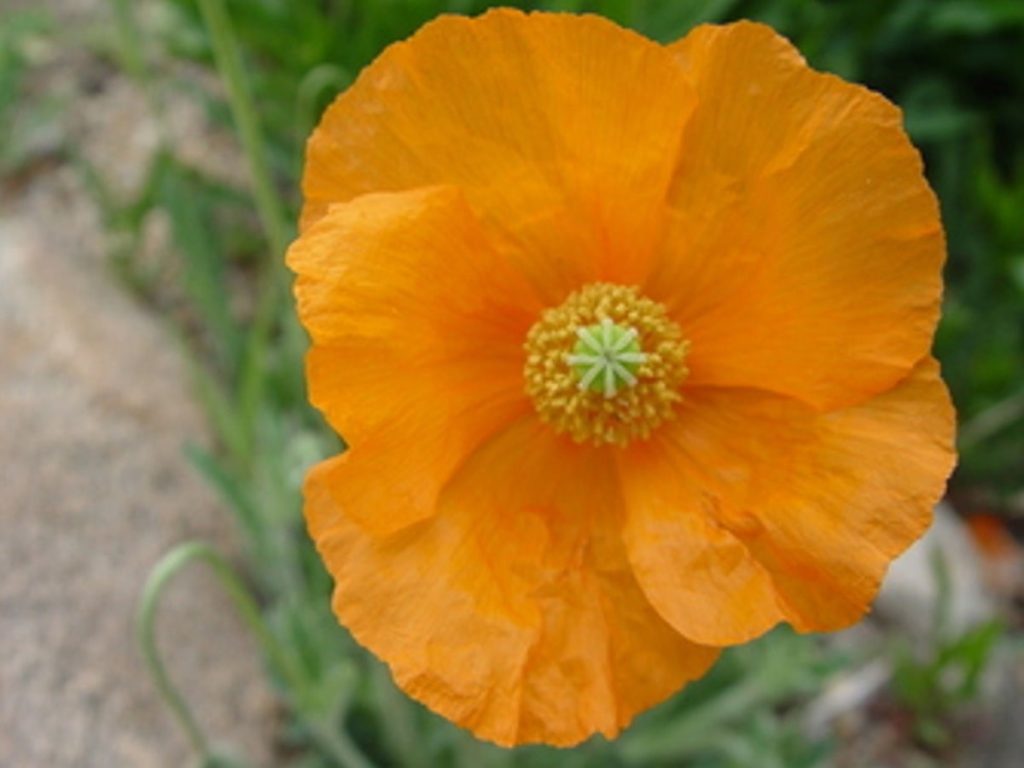 papaver