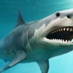 megalodon