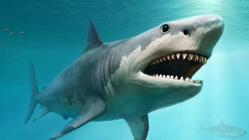 megalodon