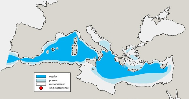 akdeniz