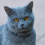 kuduz