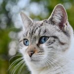 kedi
