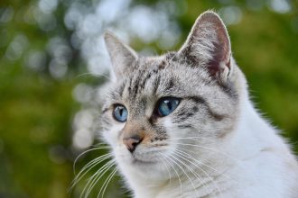 kedi