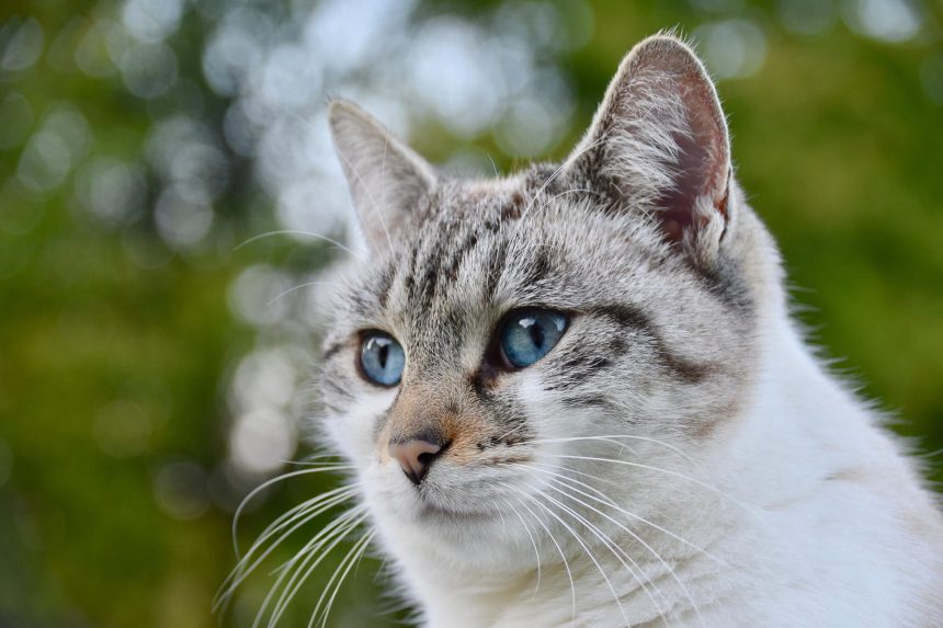 kedi