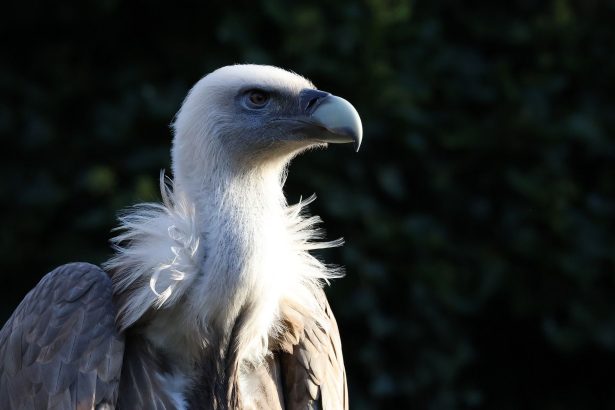 akbaba
