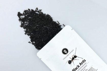 karınca